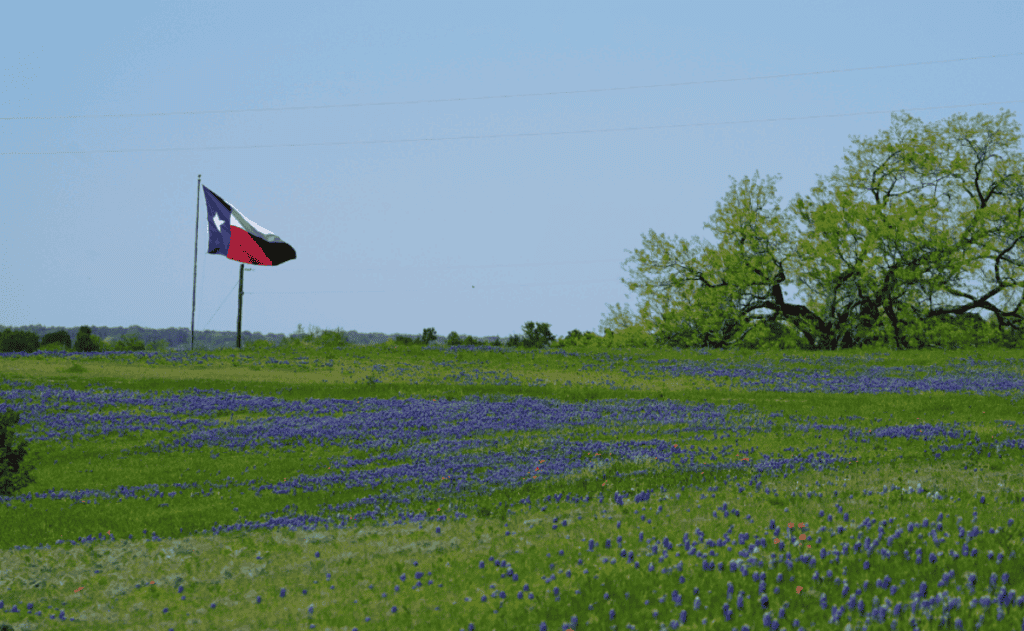 Texas state flag in a green field with blue flowers